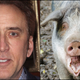 Illustration for article titled Last Call: Its a Fun Fact Friday starring a horny pig and Nicolas Cage